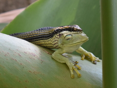 Lygophis lineatus