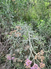 Tessaria absinthioides