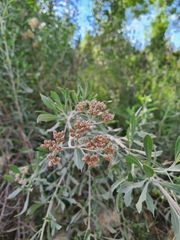 Tessaria absinthioides