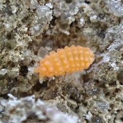 Bilobella aurantiaca