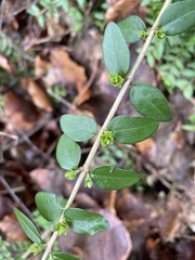 Lonicera ligustrina