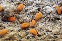 Bilobella aurantiaca