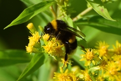 Bombus