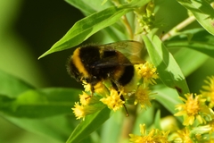 Bombus