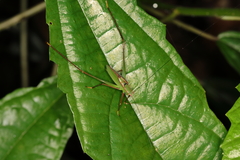 Engonia