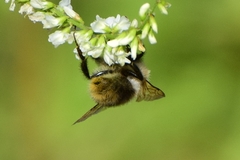 Bombus