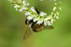 Bombus