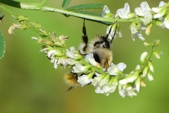 Bombus