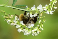 Bombus