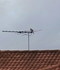 Streptopelia chinensis