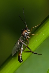 Hybrizontinae