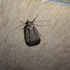 Tathorhynchus exsiccata