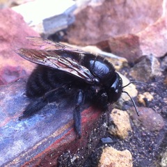 Xylocopa lachnea