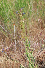 Penstemon radicosus