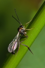 Hybrizontinae
