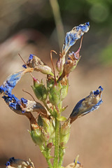Penstemon radicosus