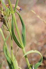 Penstemon radicosus
