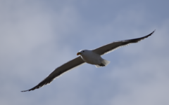 Larus dominicanus vetula