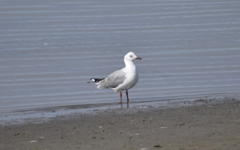 Chroicocephalus cirrocephalus