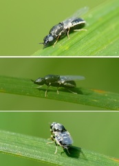 Nemotelus pantherinus