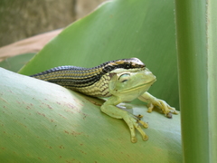 Lygophis lineatus