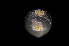 Euphysa