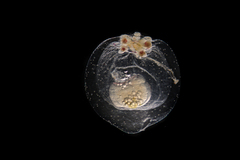 Euphysa
