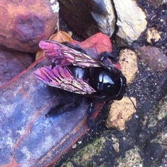 Xylocopa lachnea