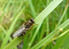 Odontomyia ornata