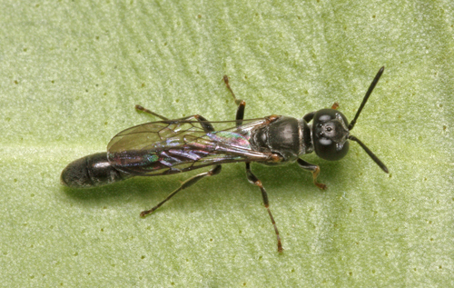 Representative image of Trypoxylon clavicerum