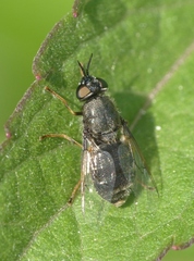 Odontomyia tigrina