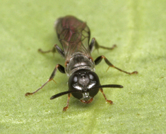 Trypoxylon clavicerum