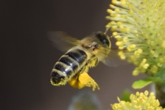 Apis mellifera