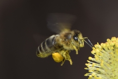 Apis mellifera