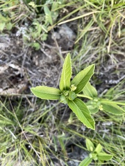 Bernardia multicaulis