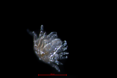 Hyperoche medusarum