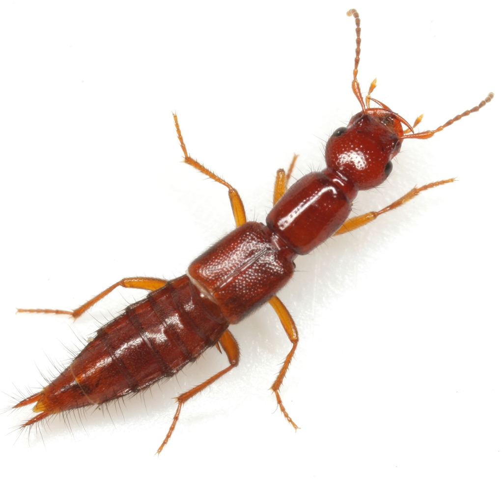 Biocrypta prospiciens