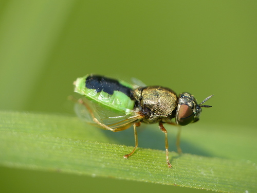 Common Green Colonel, photo 7 of 8