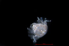 Hyperoche medusarum