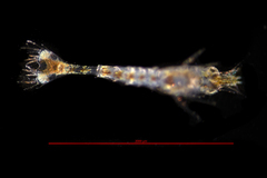 Mesocrangon munitella