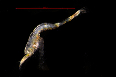 Mesocrangon munitella