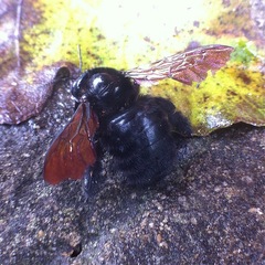 Xylocopa lachnea