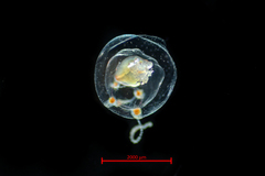 Euphysa