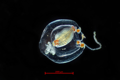 Euphysa