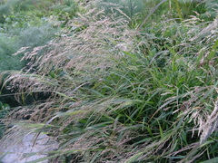 Poaceae