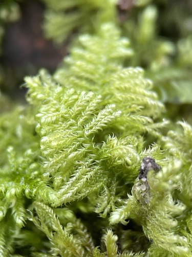 Ctenidium