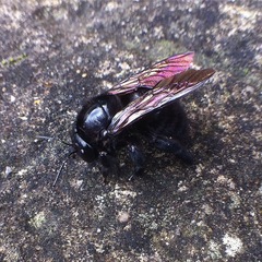 Xylocopa lachnea