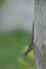Anolis distichus
