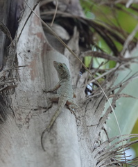 Anolis distichus