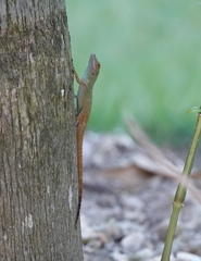 Anolis distichus